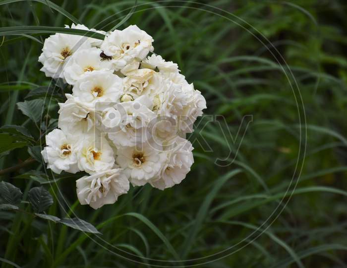 Wildflower (white rose)