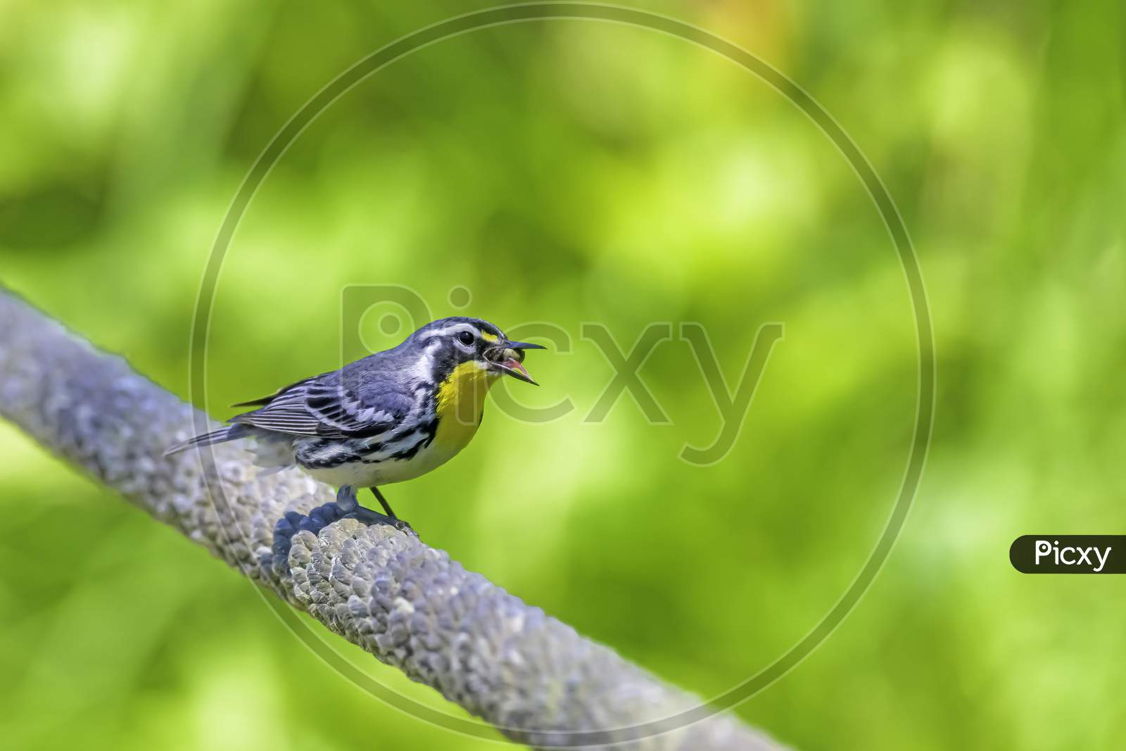 yellow-throated warbler Eating A Big Spider, One Of Their Favorite Meals