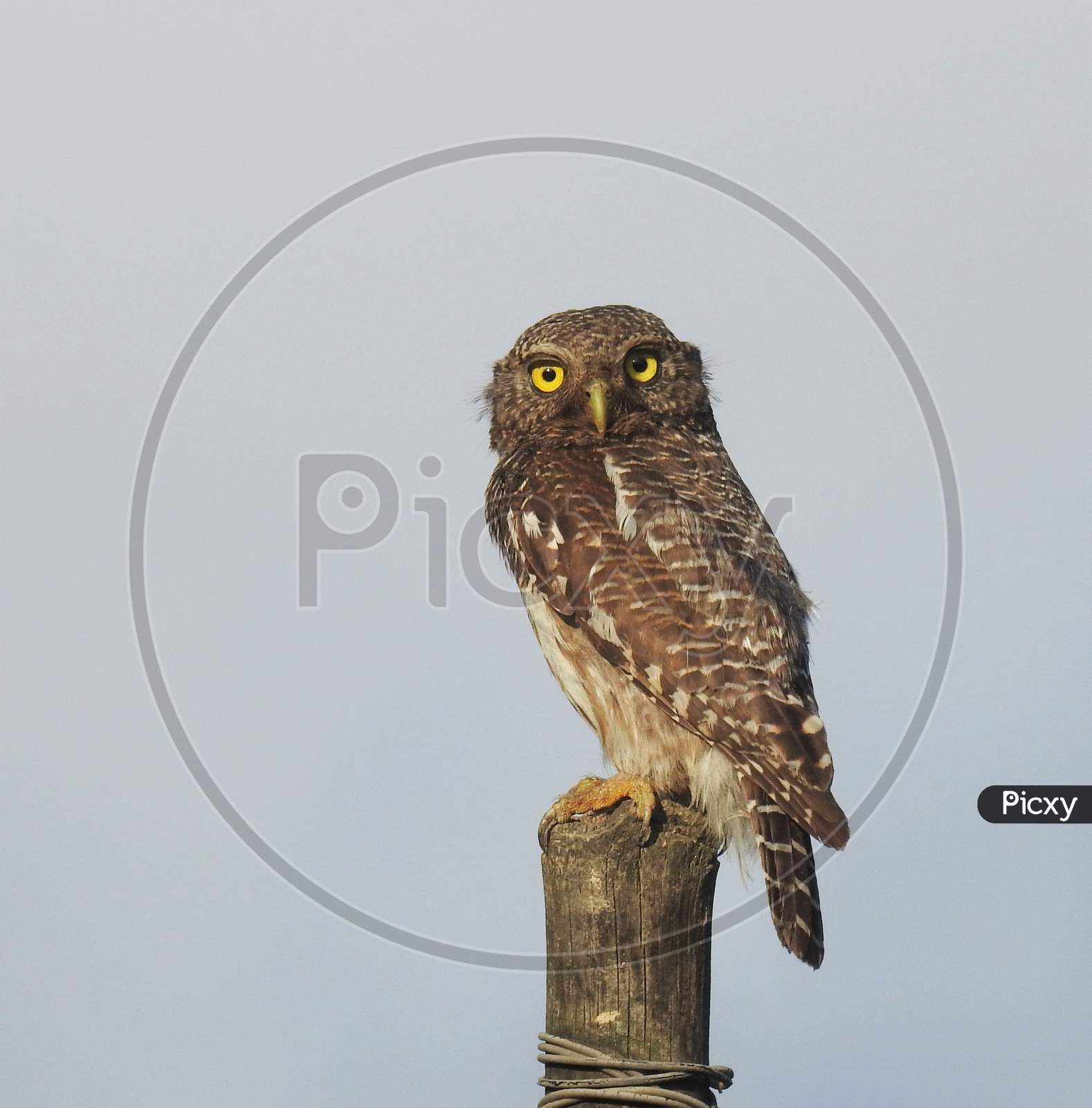 Owl (asian barred owlet) sitting on wooden pole during day with clear background