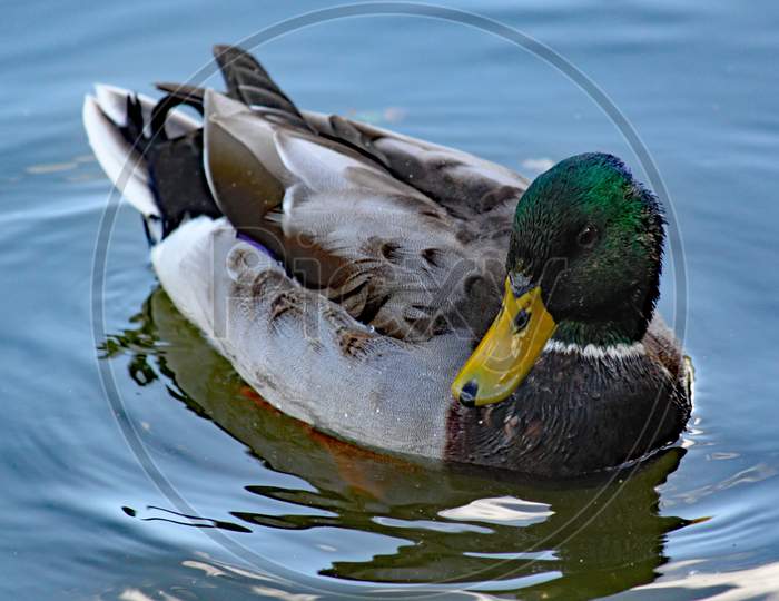 A Mallard Swims Slowly Past On The Canal.