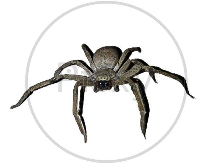 A picture of spider