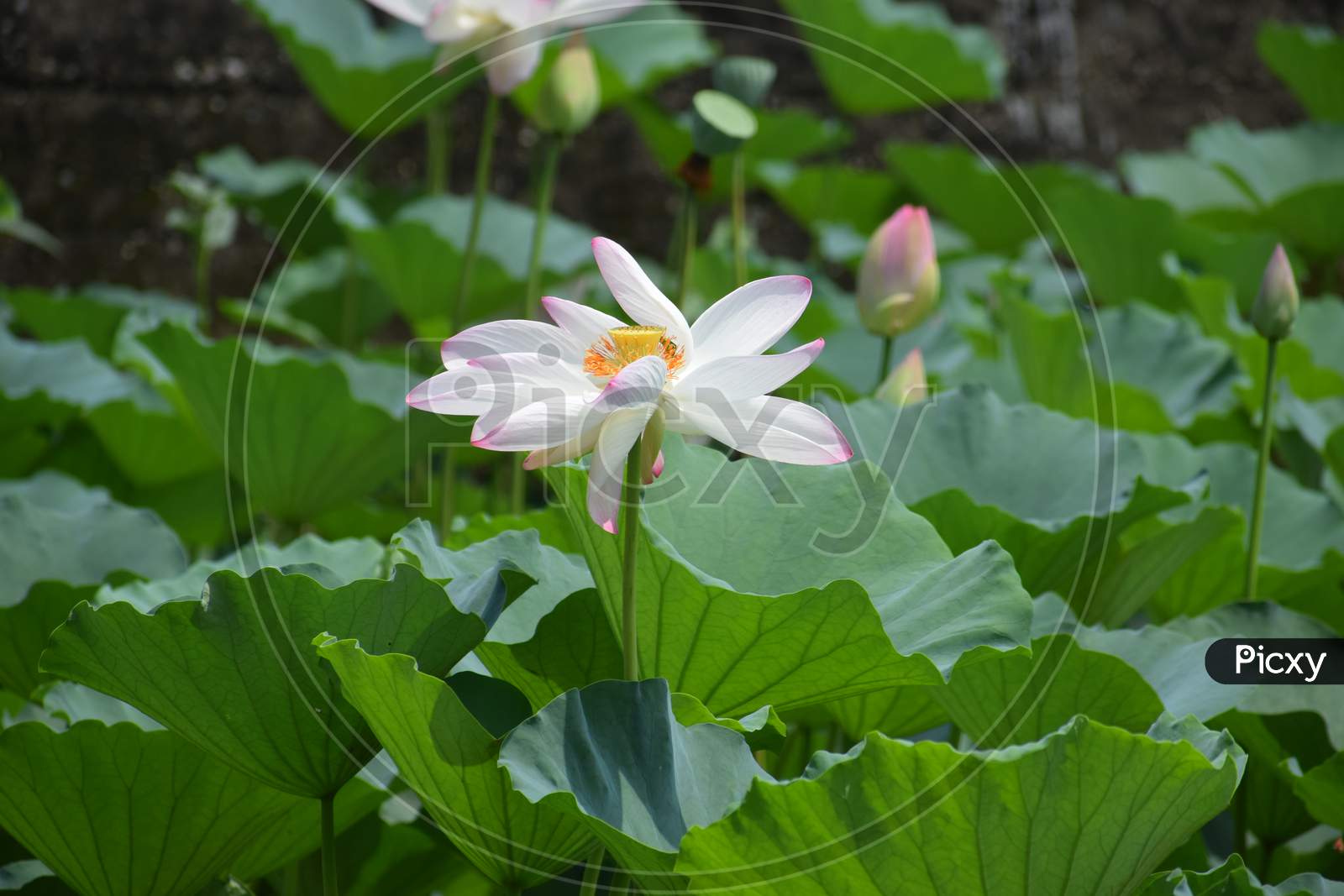 Sacred lotus flower