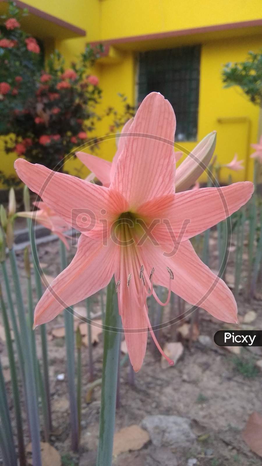 amaryllis belladonna pink lily flowering plant selective focus