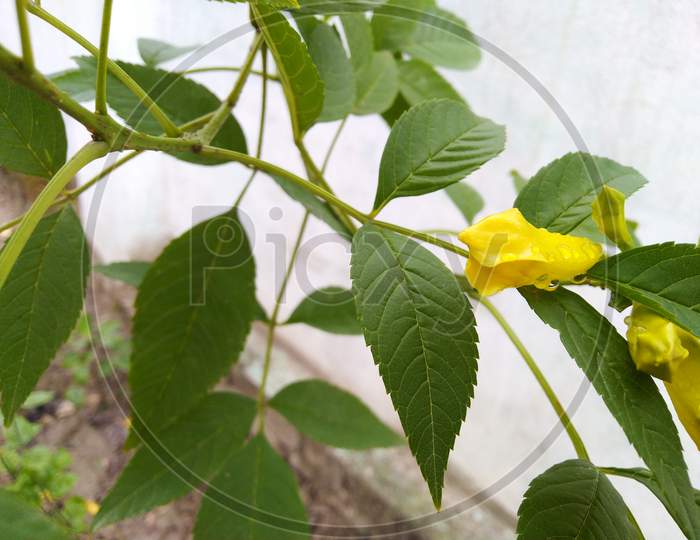 Yellow colour flower in rainy season
