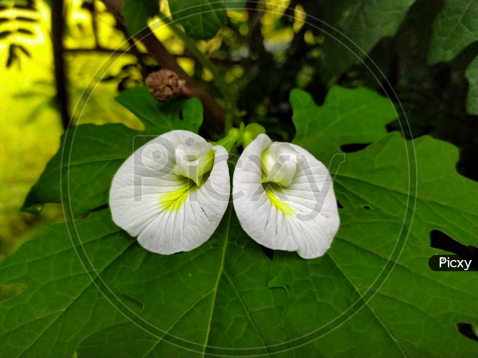 Beautiful white flower in nature