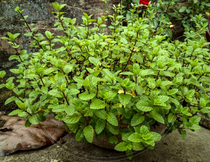 Homegrown Mint Plant In Clay Pot West Bengal