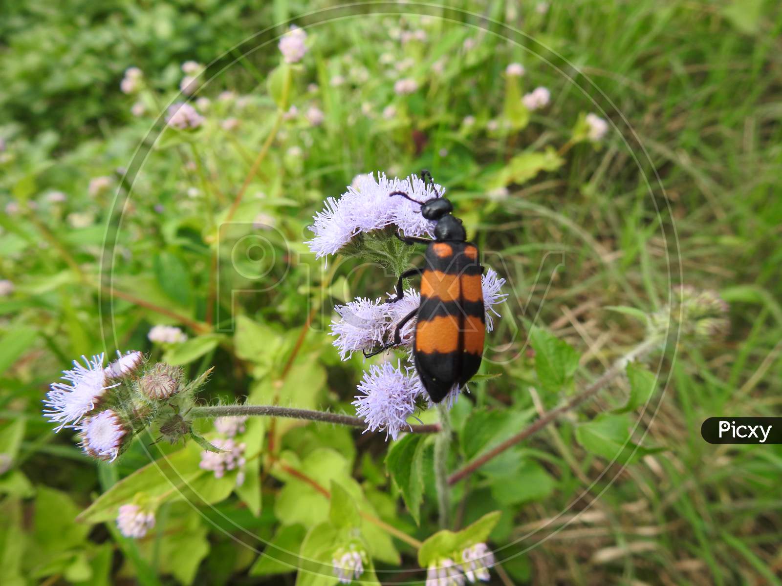 Blister beetle in Agricultural field