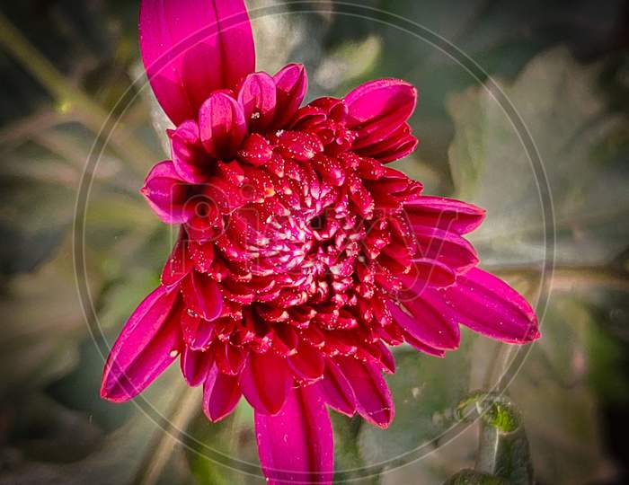 Closeup look of a beautiful red flower