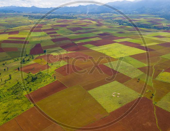 A harvesting field
