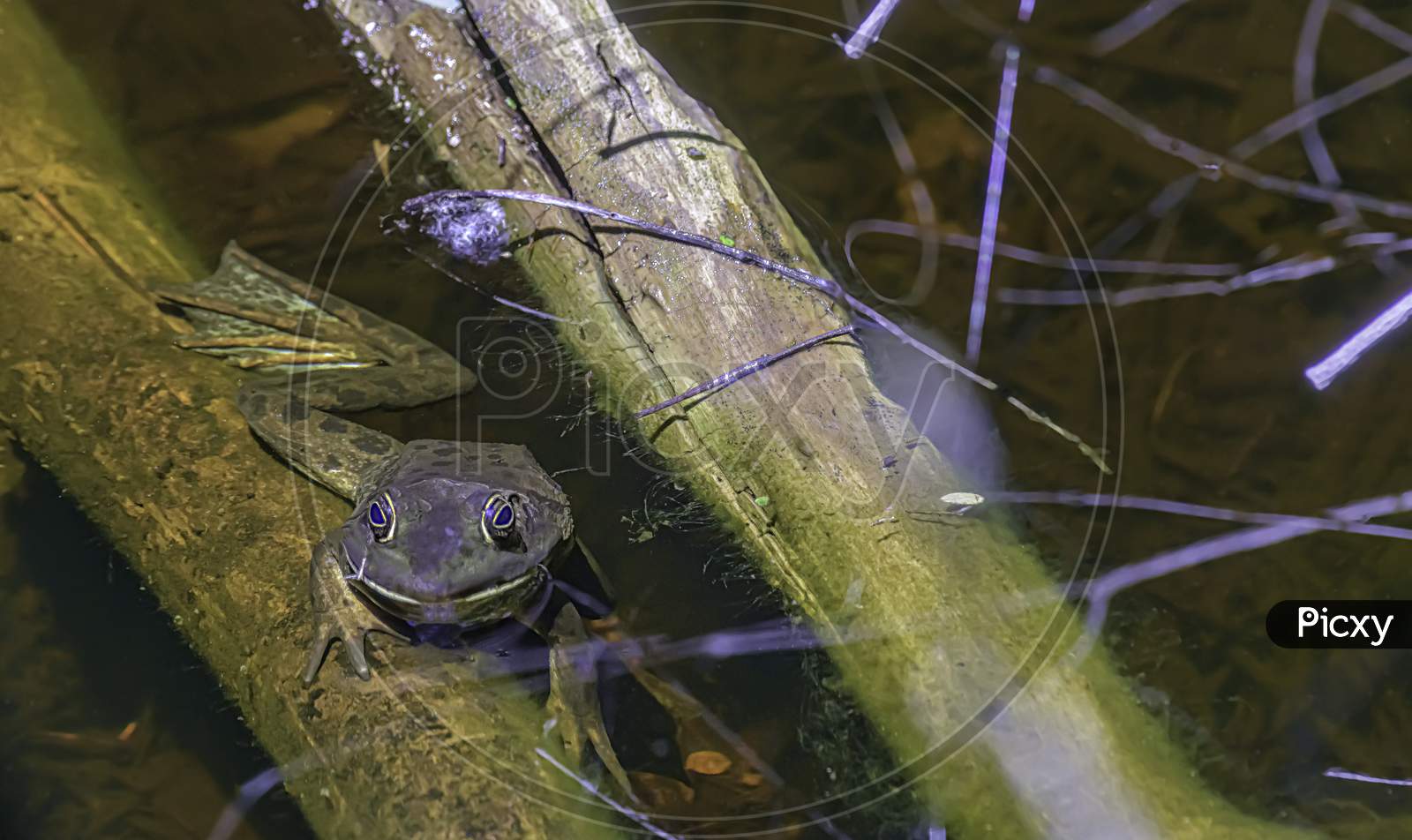 Webfoot Bull Frog In The Water Hanging On To A Small Log.