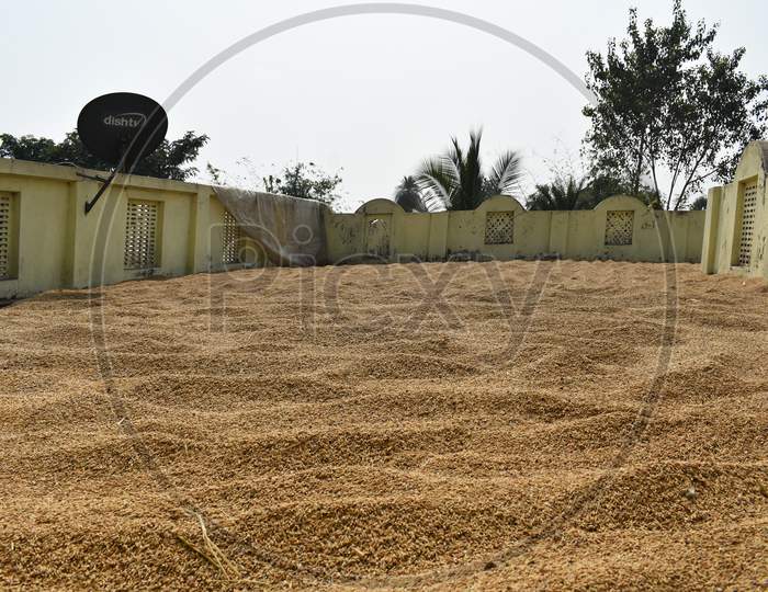 Paddy Seeds Spread In The Rooftop To Get It Dry Before Storing