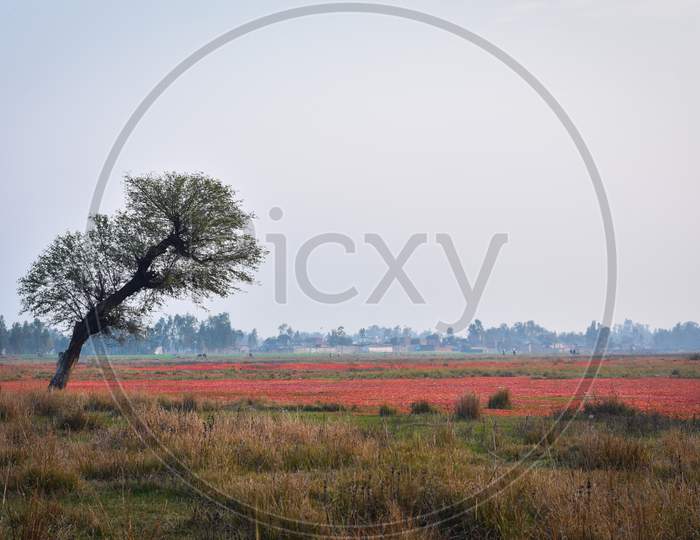 a landscape of tree and the tree in a field