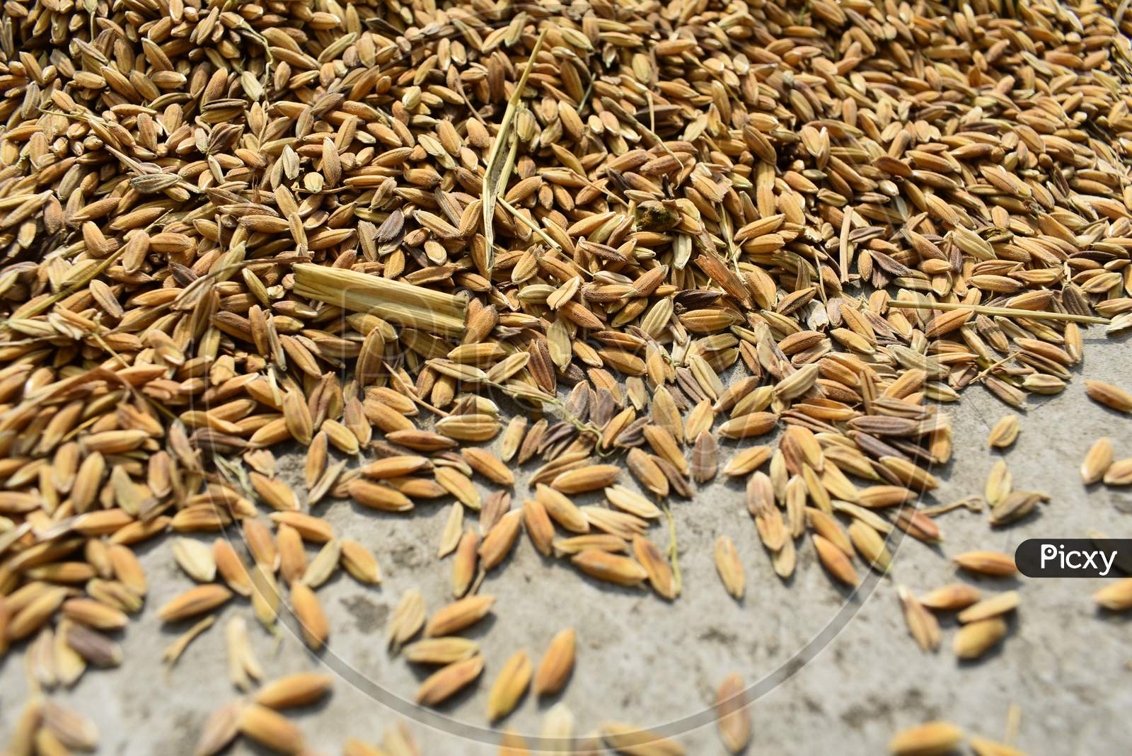 Closeup Image Of Paddy Rice Seed Laid On The Ground