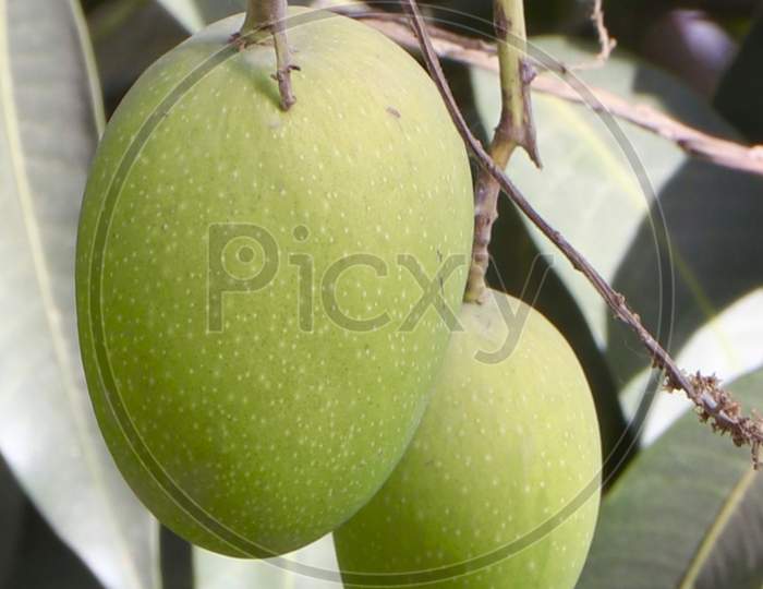 Unripe mangos hanging on a tree