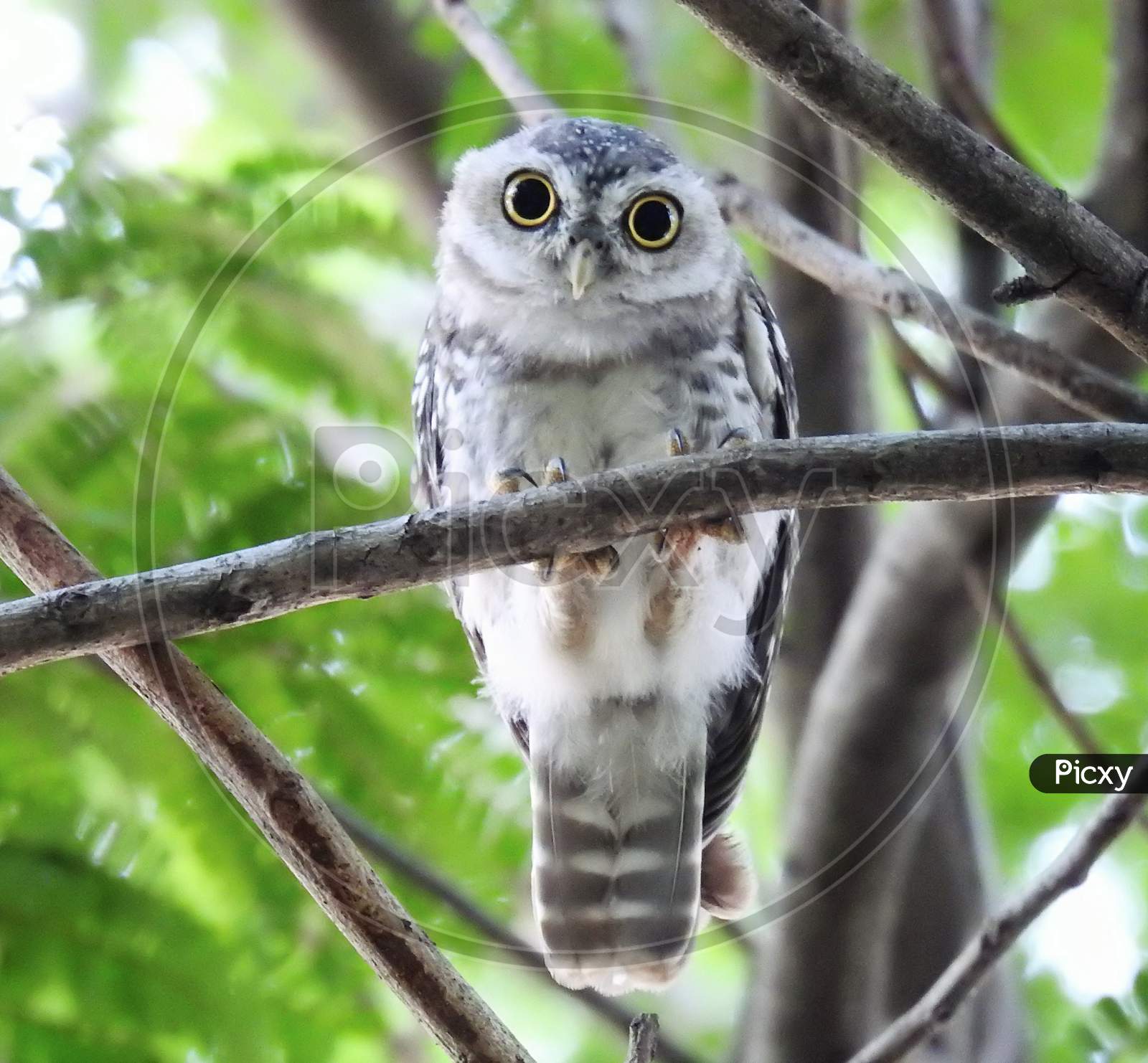 Owl (Spoted owlet) sited on a branch looking intensely