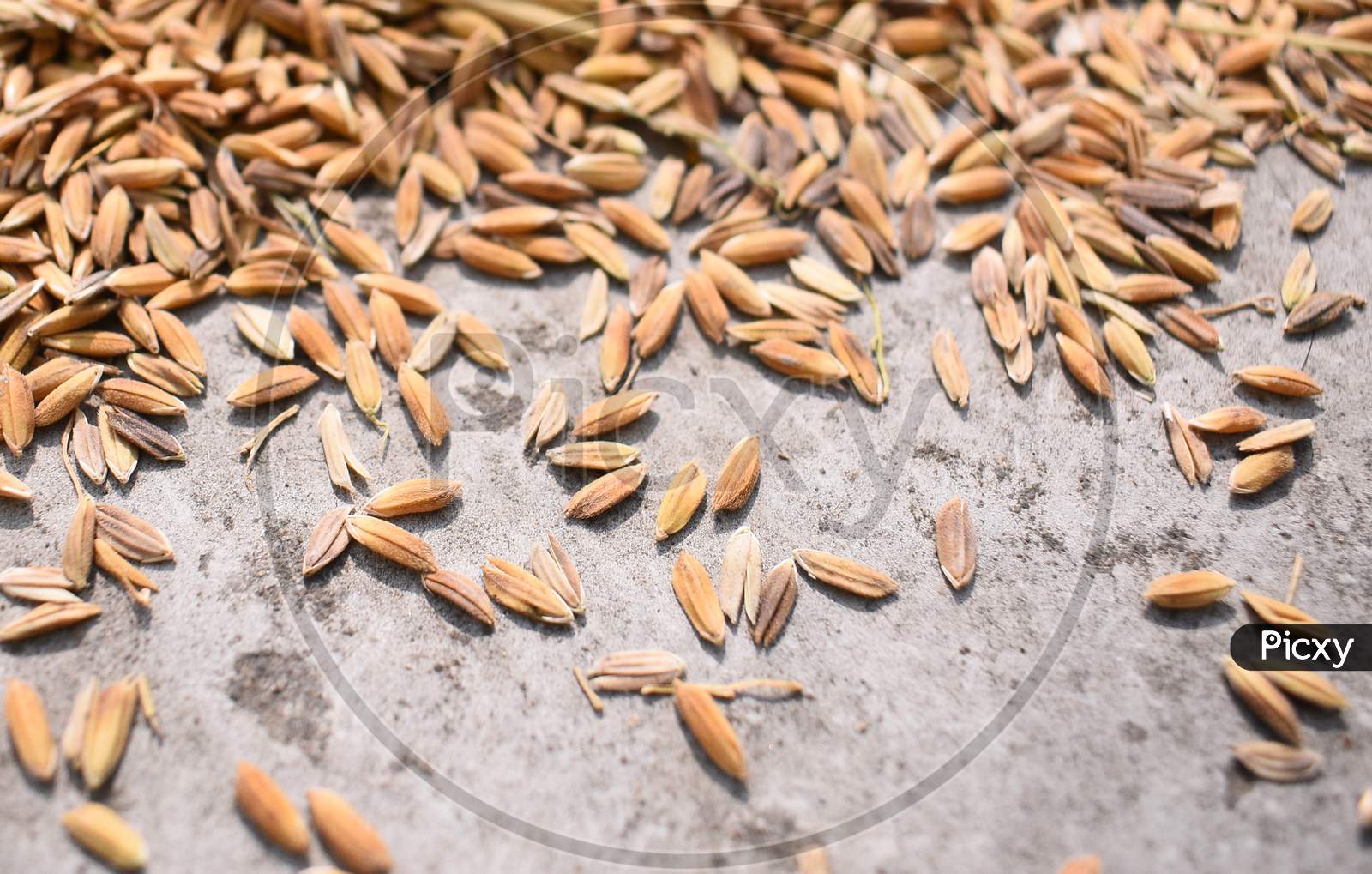 Closeup Image Of Paddy Seeds Spread In The Ground To Get It Dry.