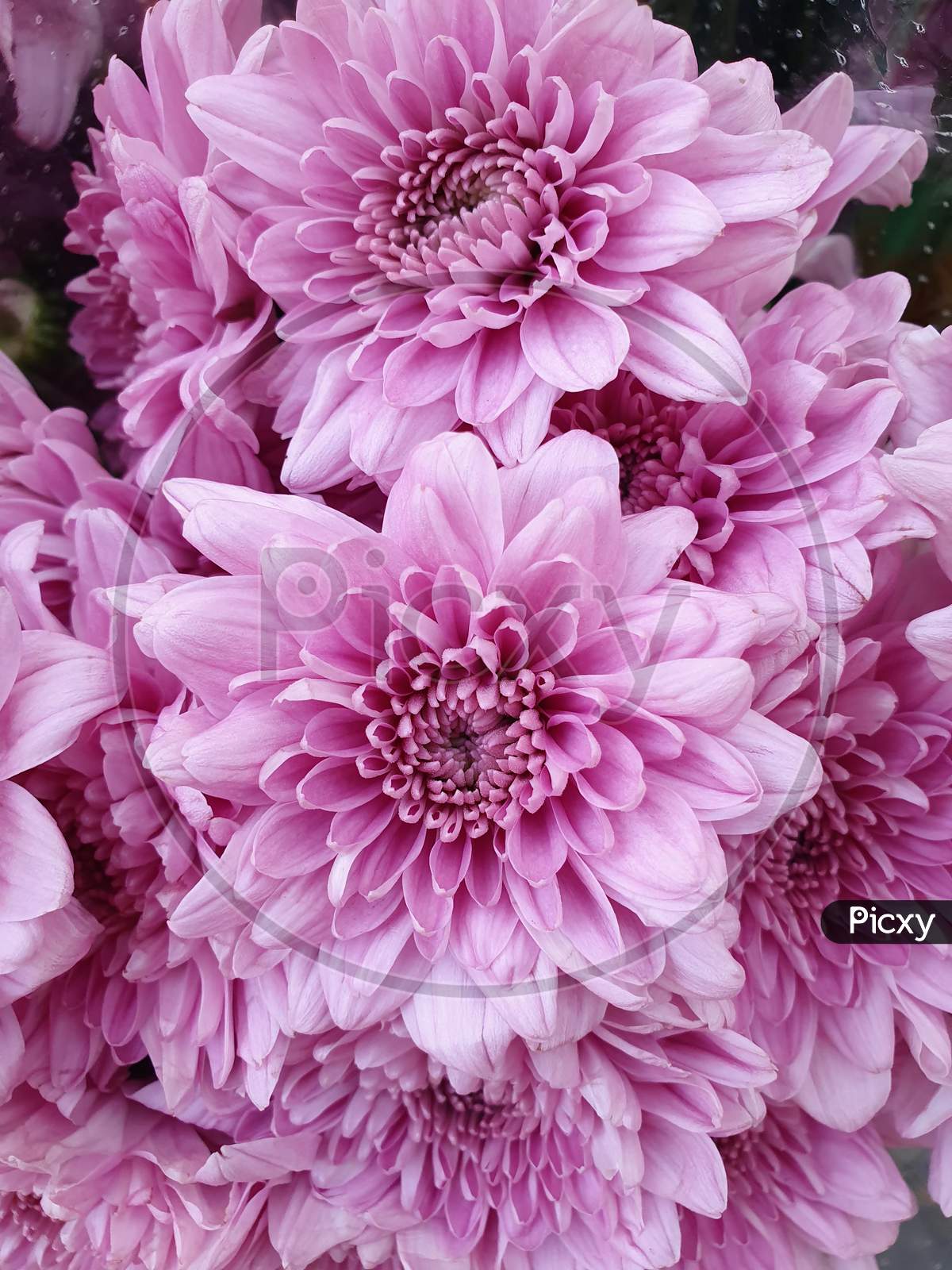 Pink Dahlia flower close-up.