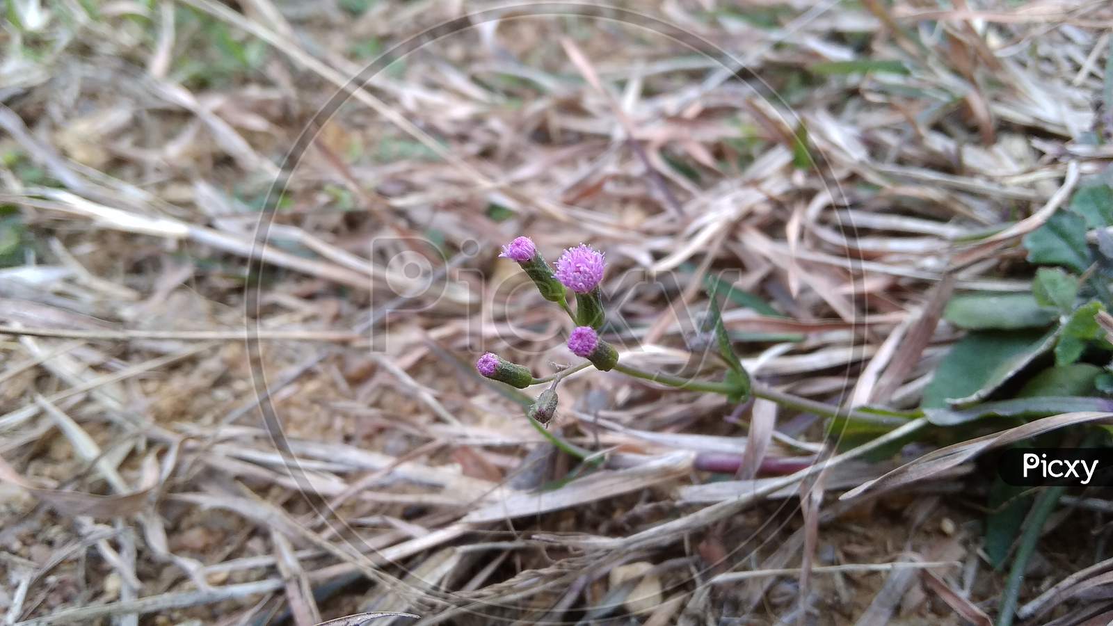Crocus violet tiny flowering plant in selective focus