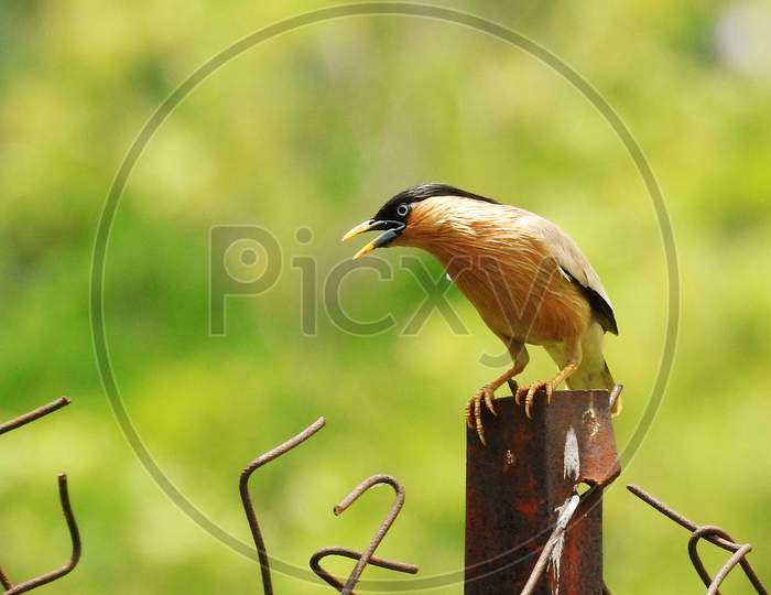 Brahminy myna or brahminy starling sitting on the iron pole