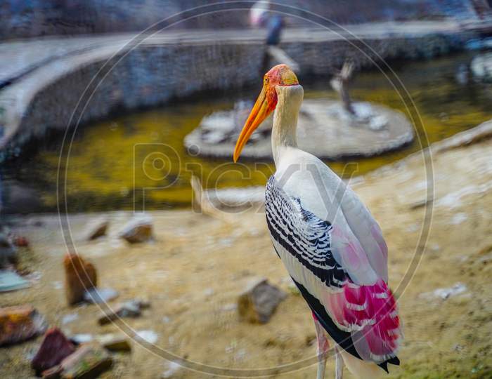 The Great White Pelican Bird in Delhi Zoo, India