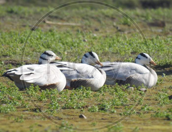 Water birds (barheaded geese) resting on the breeding ground