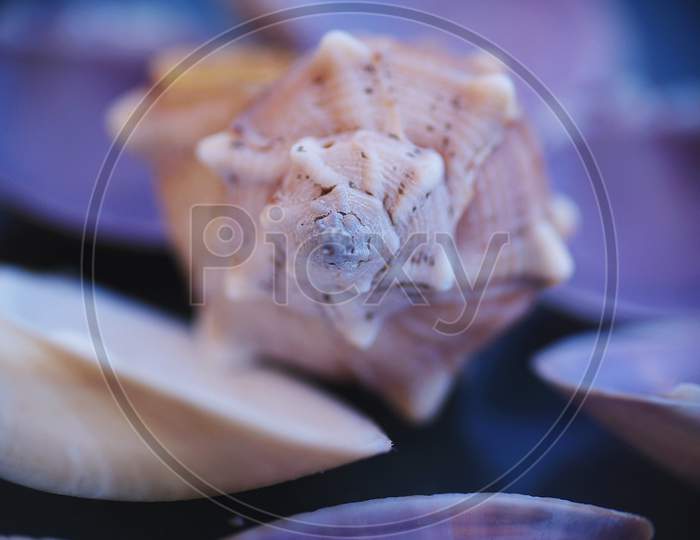 Closeup of different shapes of sea shells