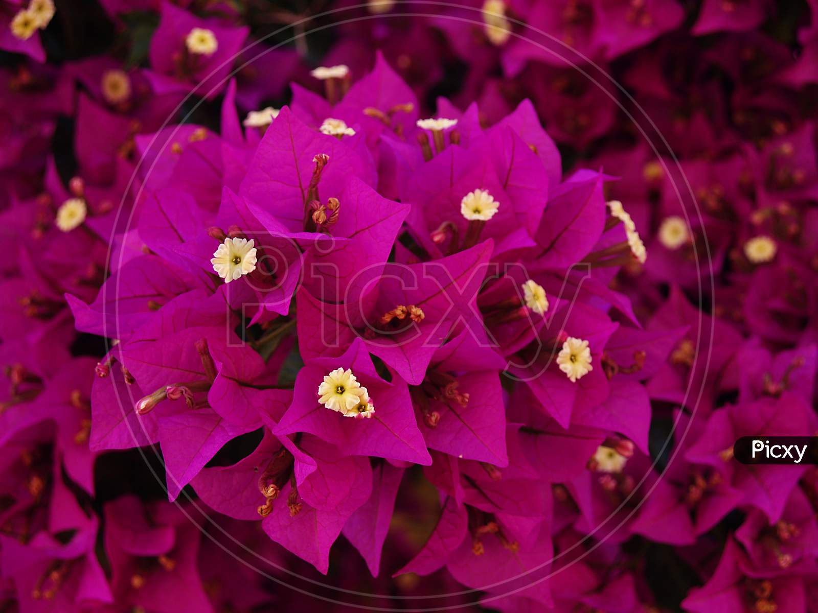 Bougainvillea bunch of flowers in vibrant magenta colour, natural colour