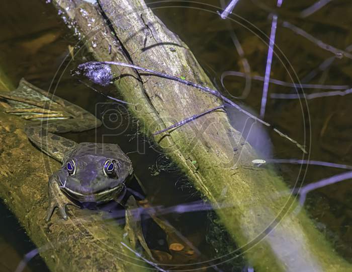 Webfoot Bull Frog In The Water Hanging On To A Small Log.