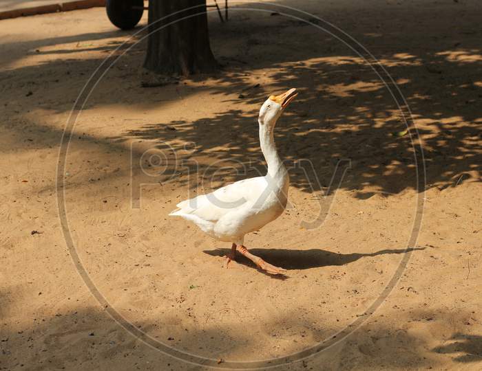 The Great White Pelican Bird in Delhi Zoo, India