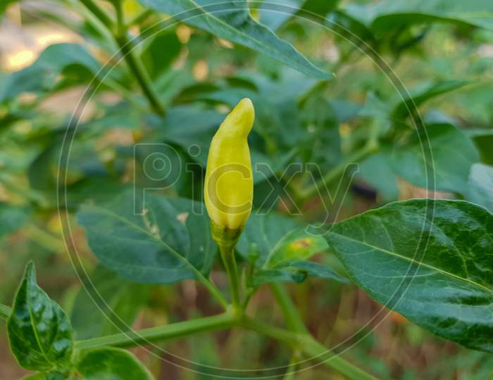 beautiful growing tabasco pepper in the field