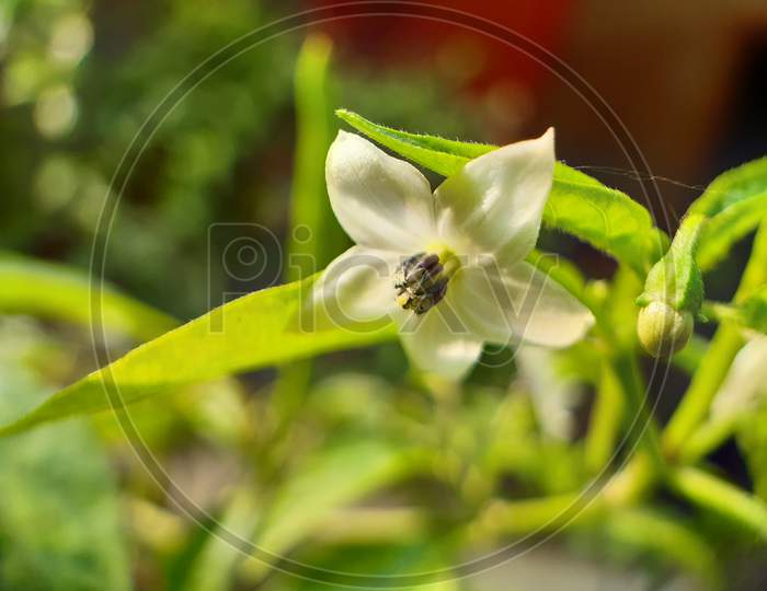 White Color Chili Flower On The Green Tree And Green Background And This Is The Chili Agriculture Land.