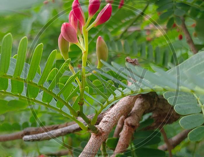 Beautiful Tamarind flower showing natural beauty in beginning of summer