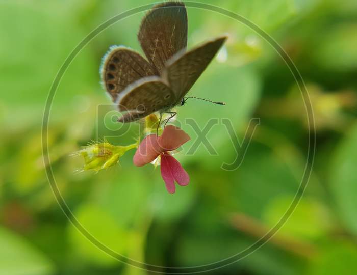 Exotic Butterfly on flowers, beautiful butterfly and flower in the garden of tropical