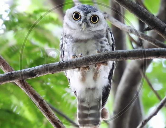 Owl (Spoted owlet) sited on a branch looking intensely