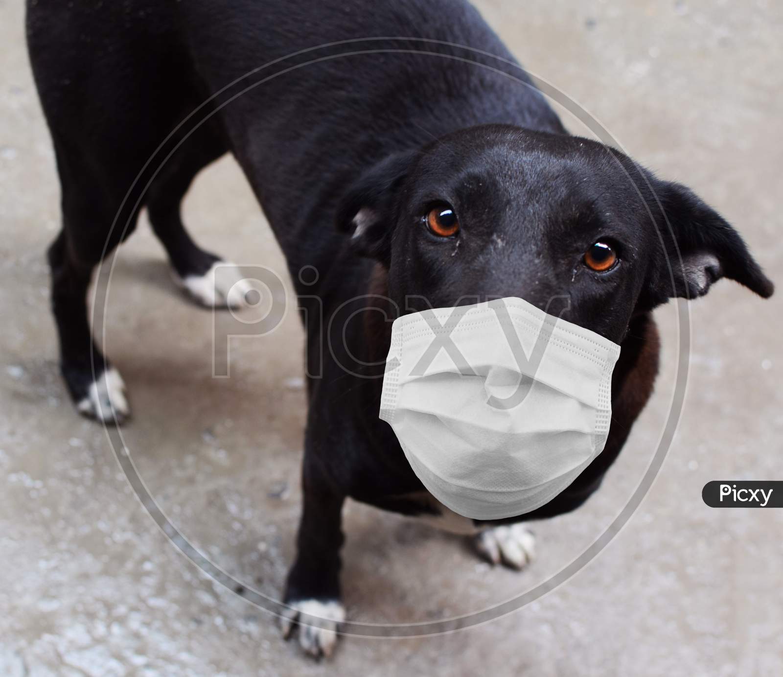 Stray dog with mask