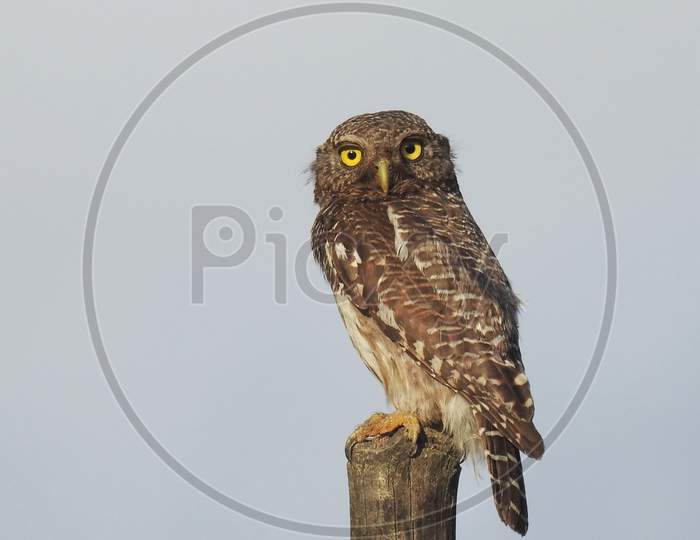 Owl (asian barred owlet) sitting on wooden pole during day with clear background