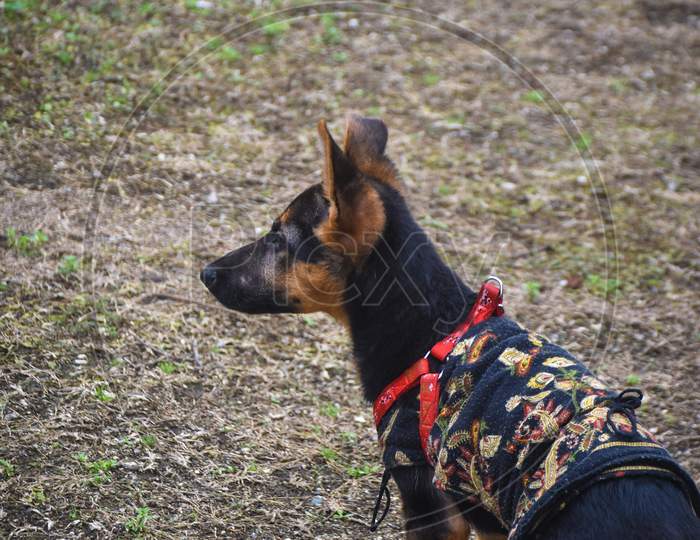 German shepherd dog puppy in the park