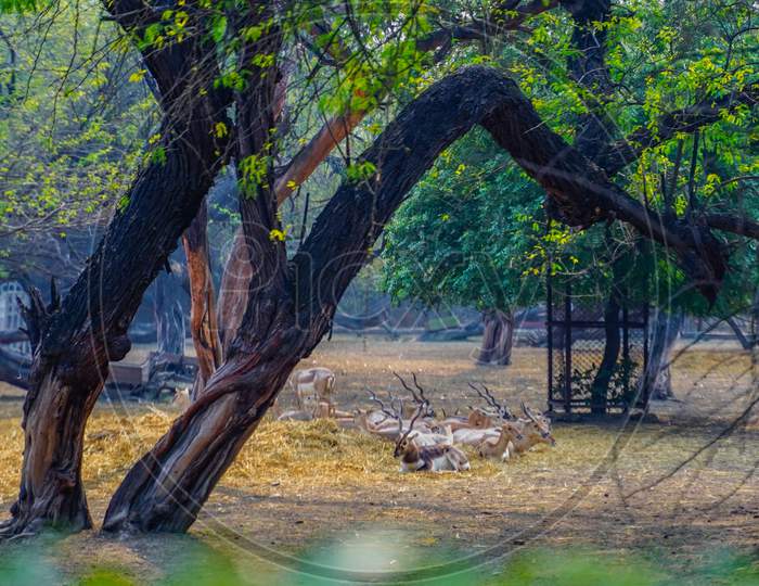The Hippopotamus or Indian Deer Jaunt in the zoo. A Pic from National Zoological Park Delhi.