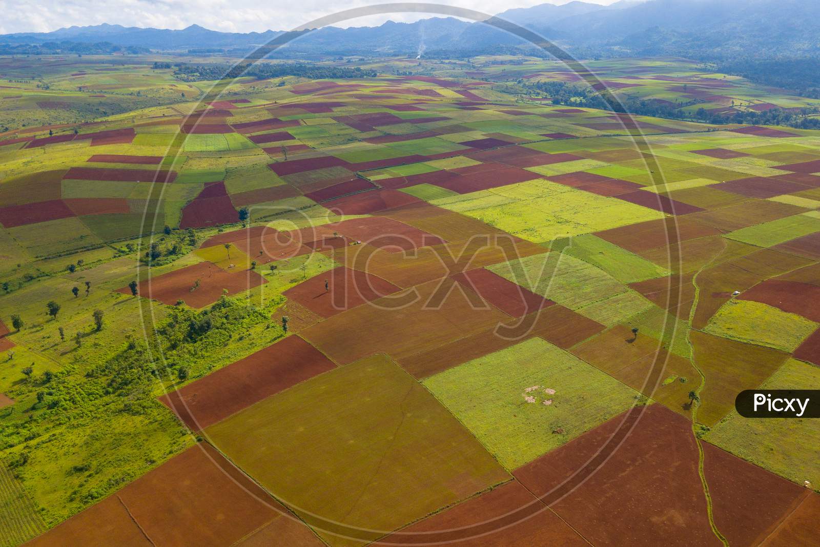 A harvesting field