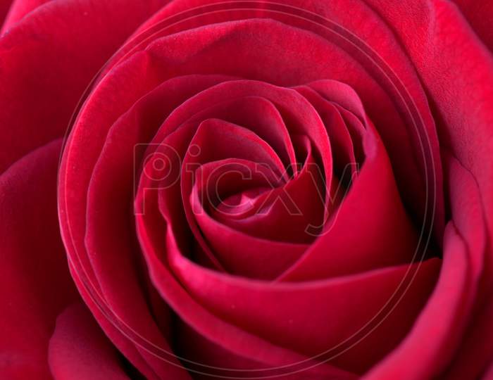 Red rose Flower wallpaper