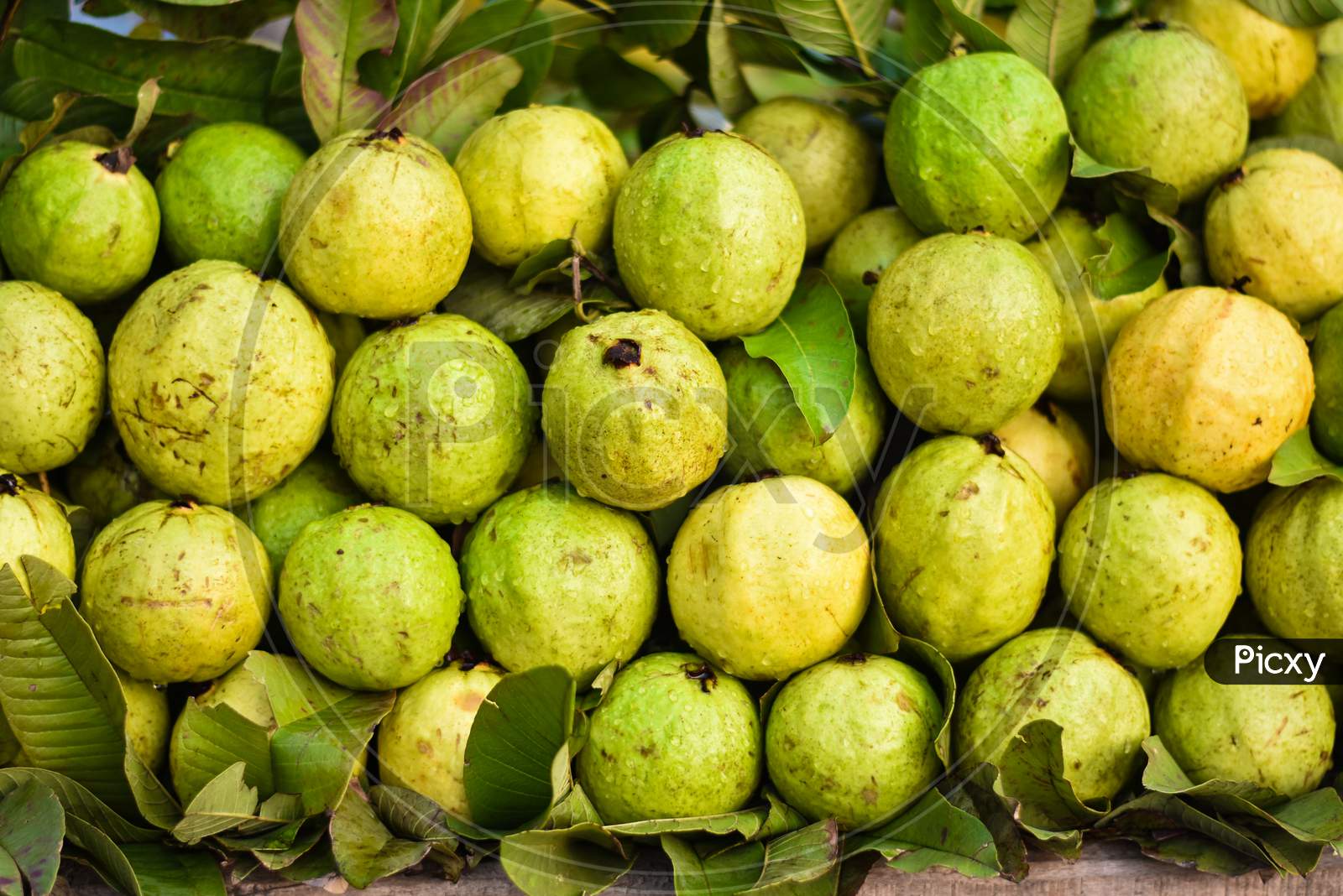 Indian fresh monsoon guava fruits on a street fruits market