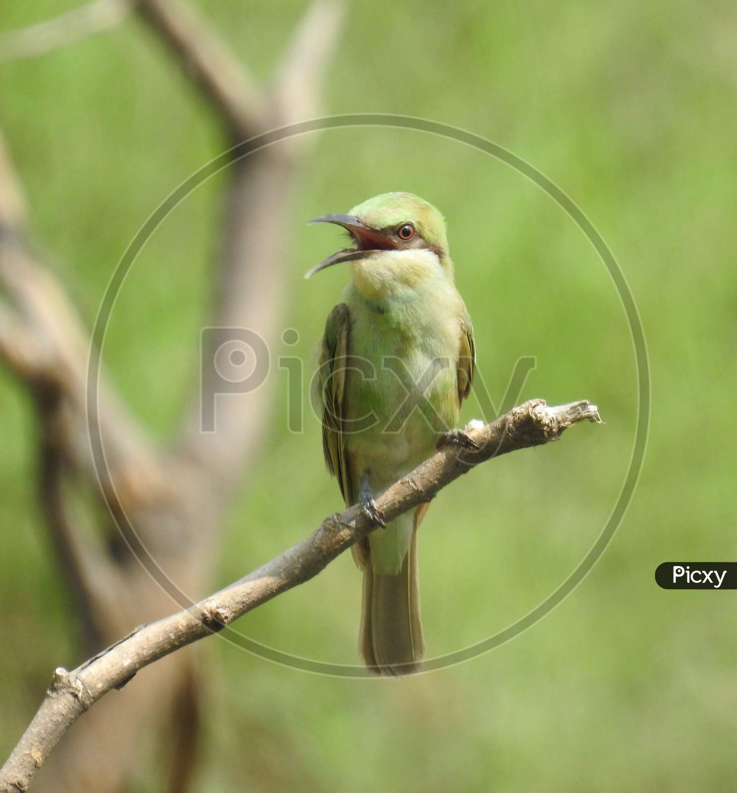 Birds (Green Bee-eater) sitting on a branch waiting for his catch