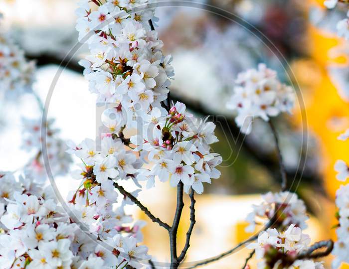 Beautiful Pink Cherry Blossom Flower In The Garden