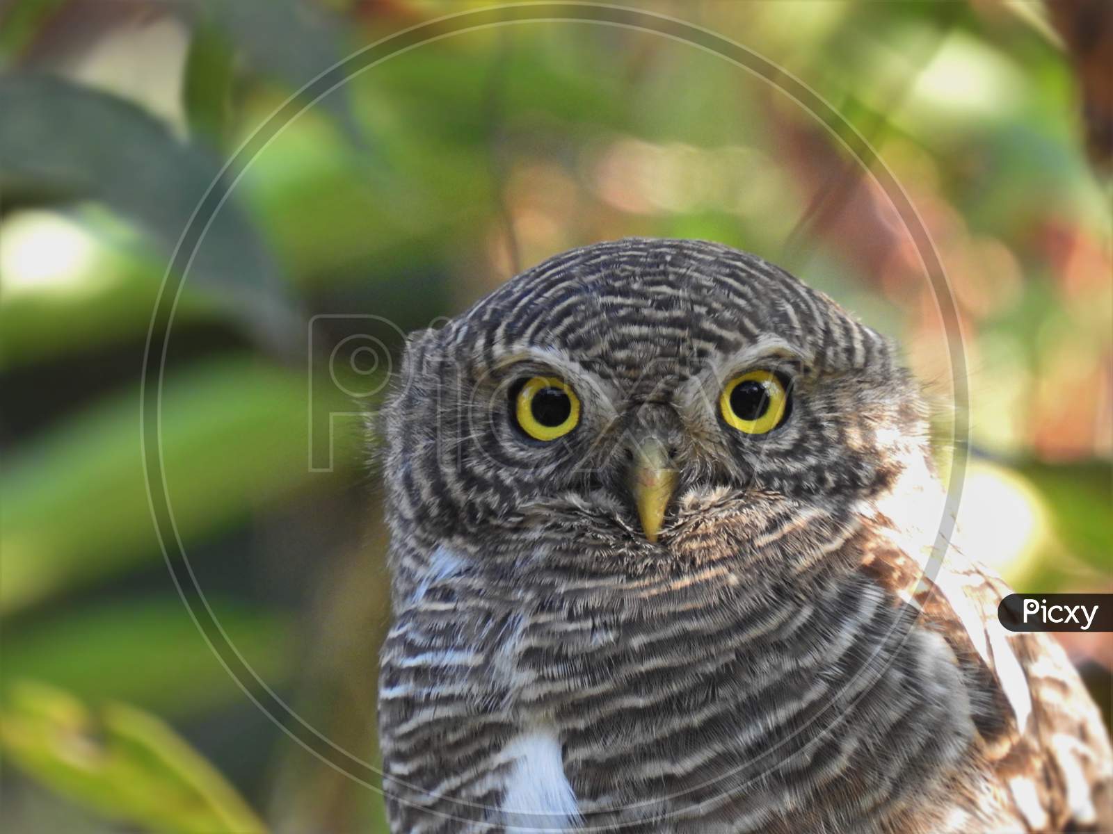 Owl (Asian barred owlet) close up head looking intensely