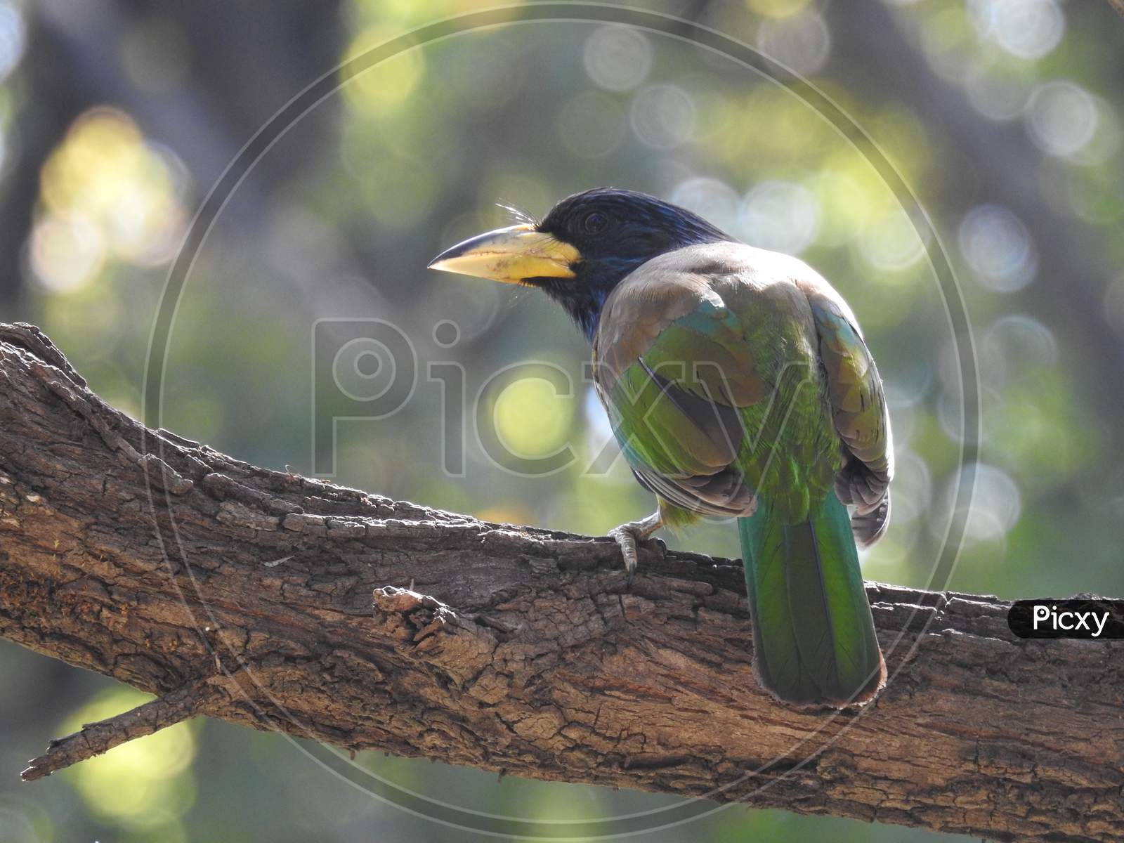 Bird (Great barbet) sitting on the branch in Palampur, agriculture university (HP) India