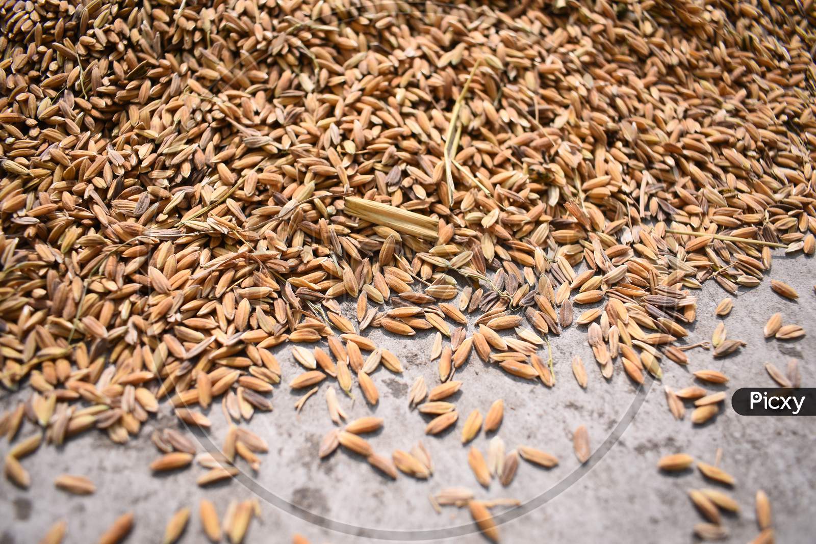 Closeup Image Of Paddy Seeds Spread In The Ground Before Extraction Of Rice Seed