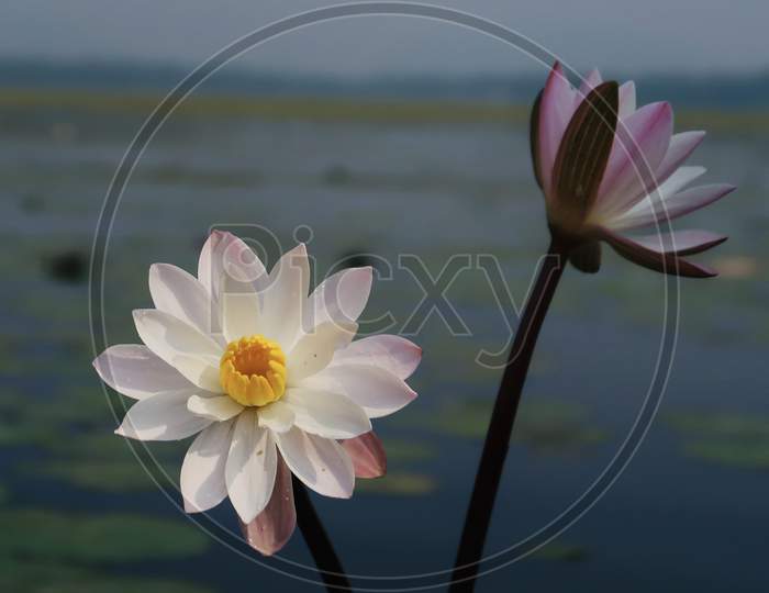 A full bloom Lotus