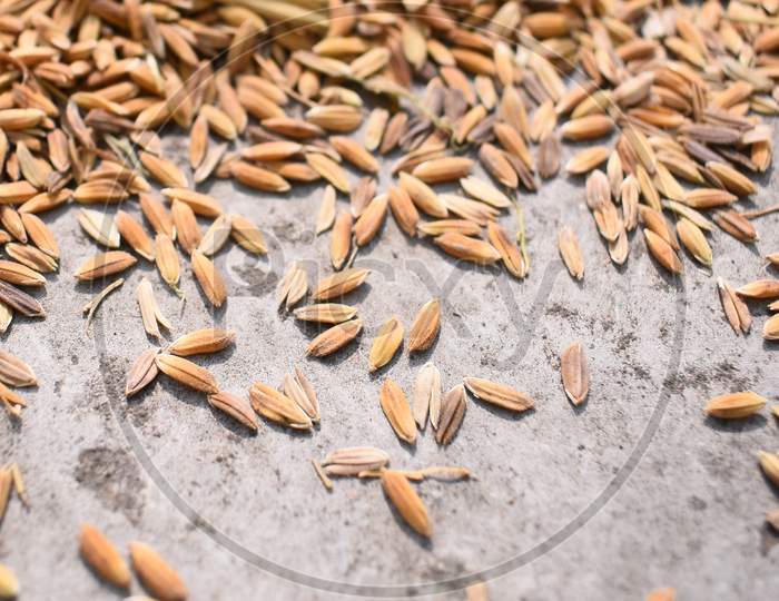 Closeup Image Of Paddy Seeds Spread In The Ground To Get It Dry.
