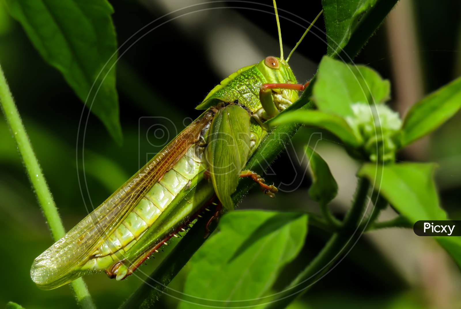 Beautiful Green Grasshopper with Great Details.