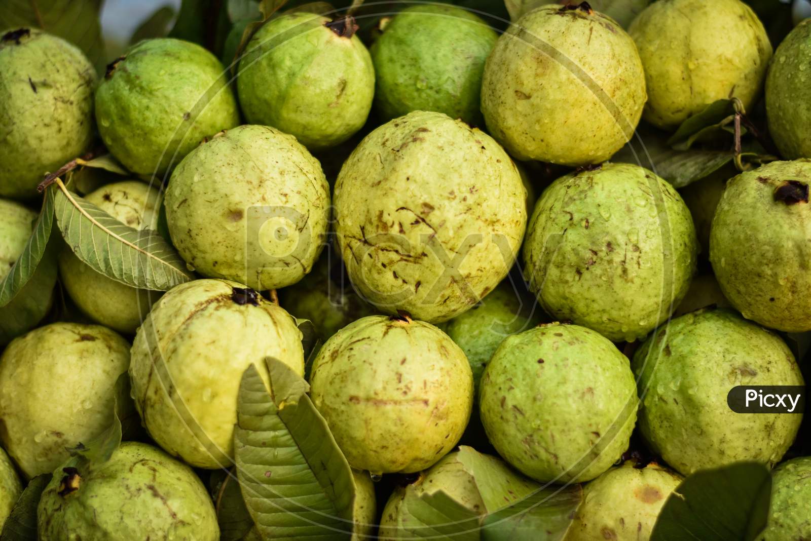 Indian fresh guava fruits on a street fruits market
